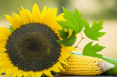 Illustration crops - Image 1