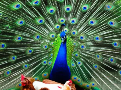 Illustration ruffs - Image 1