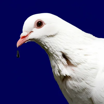 Illustration offense - Image 1