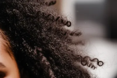 Illustration bushy - Image 1