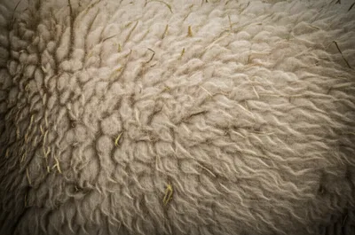 Illustration fleck - Image 1