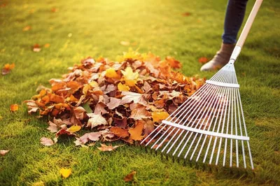 Illustration rake - Image 1