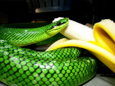 Illustration python - Image 1