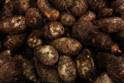 Illustration yams - Image 2