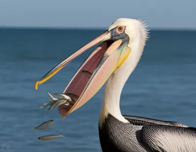 Illustration pouched - Image 1