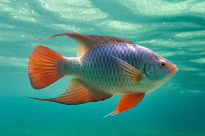 Illustration sail - Image 1