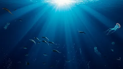 Illustration marine - Image 1