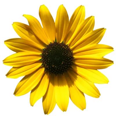 Illustration rudbeckia - Image 1