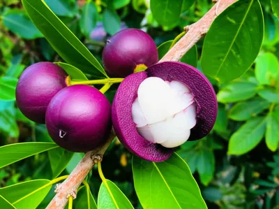 Illustration mangosteen