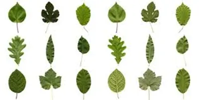 Illustration leaves - Image 2