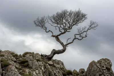 Illustration stark - Image 1