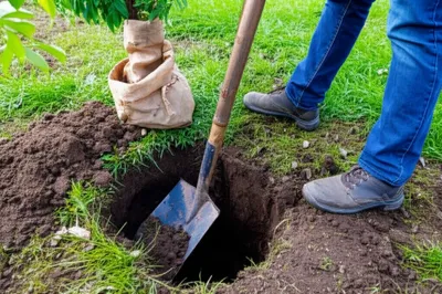 Illustration shovel - Image 1