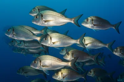 Illustration gunners - Image 1