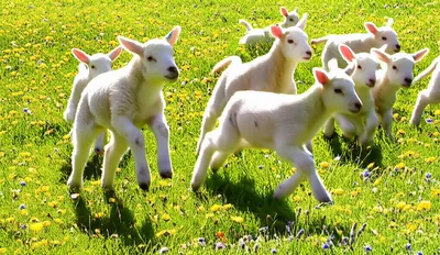 Illustration gambol - Image 1