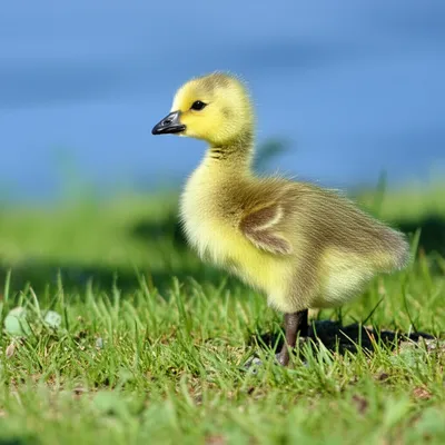 Illustration gosling - Image 1