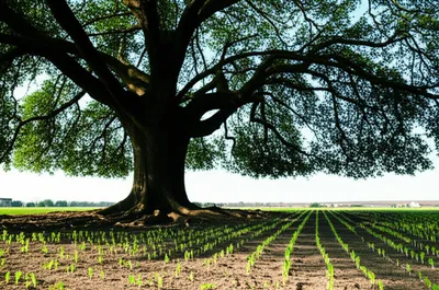 Illustration incumbent - Image 1