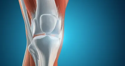 Illustration patella - Image 1