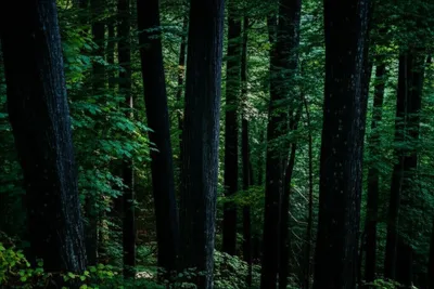 Illustration blackwood