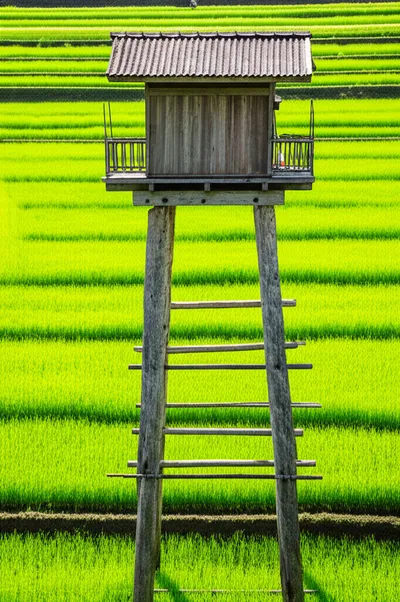 Illustration stilt - Image 1