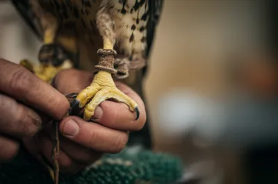 Illustration jesses - Image 1