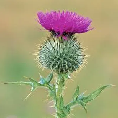 Illustration thistle - Image 2