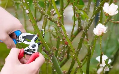 Illustration purged - Image 1