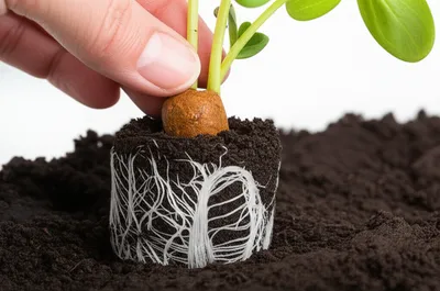 Illustration spawned - Image 1