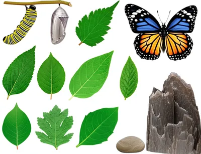 Illustration morphological