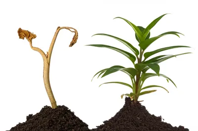 Illustration snub - Image 1