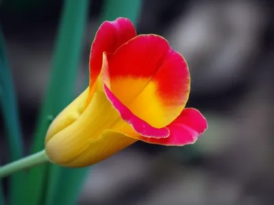 Illustration limbs - Image 1