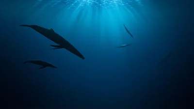 Illustration blew - Image 1