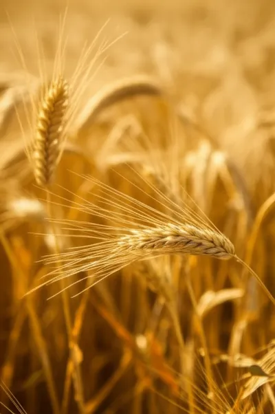 Illustration awns - Image 1