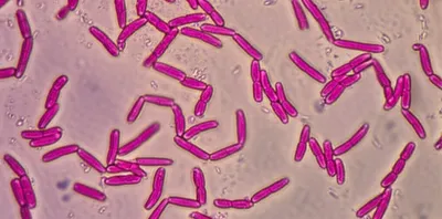 Illustration bacillus - Image 1