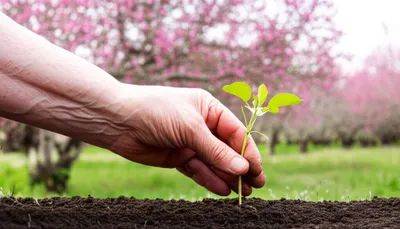 Illustration ages - Image 1