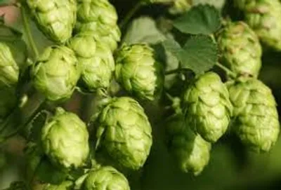 Illustration hop - Image 2