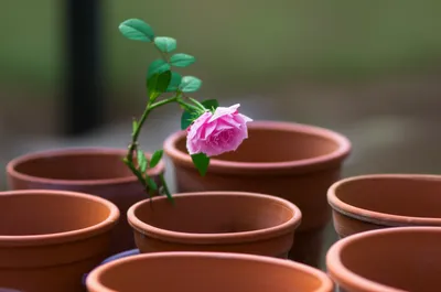 Illustration attrition - Image 1