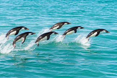 Illustration porpoise - Image 1