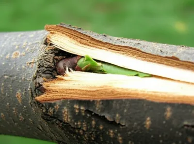 Hình ảnh minh họa budded - Ảnh 1