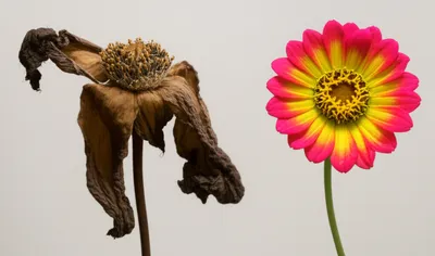 Illustration dies - Image 1