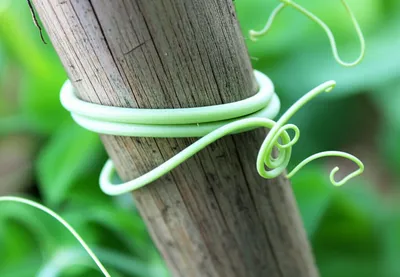 Illustration tendrils