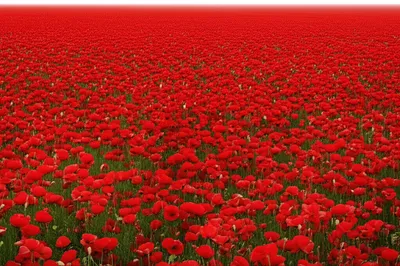 Illustration homogenous - Image 1