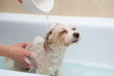 Illustration baths - Image 1