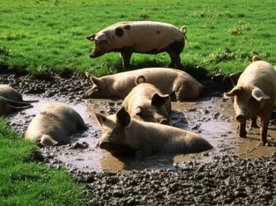 Illustration wallows - Image 1