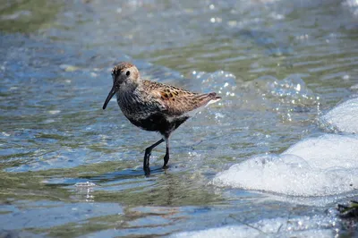 Illustration dunlin - Image 2