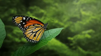 Illustration unmodified