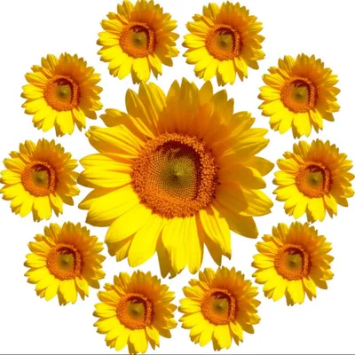 Illustration eightfold