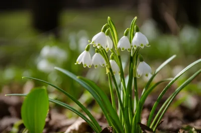 Illustration snowflakes - Image 1