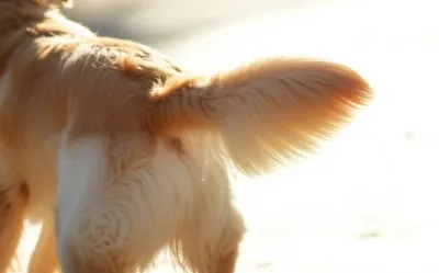 Illustration wag - Image 1