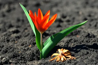 Illustration succeeds - Image 1