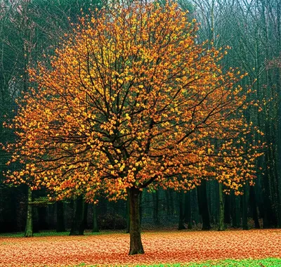 Illustration diminished - Image 1